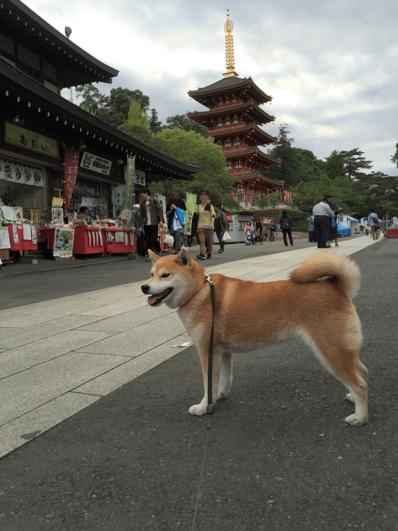 mfuhEPmxwvTSdoW1495007390_1495007418